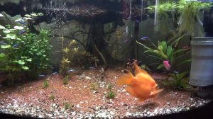 Кормим Рыбу Попугая
