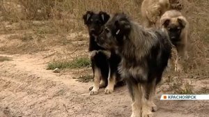 В Солнечном бездомные собаки стаями нападают на людей