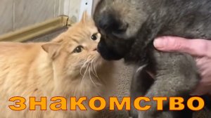 Знакомство. Кот знакомится со щенком.