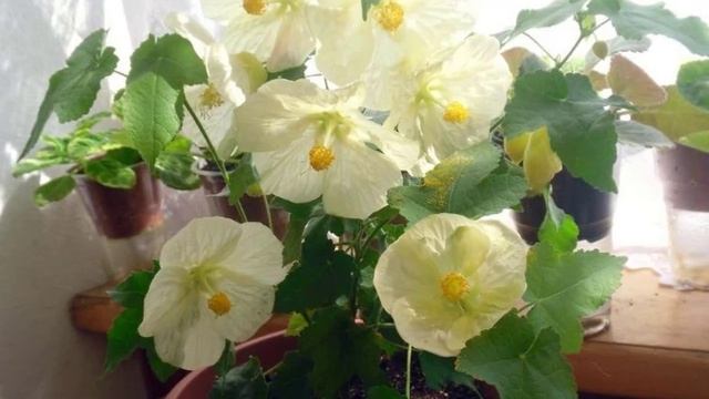 Абутилон комнатный клен уход в домашних условиях смотреть онлайн