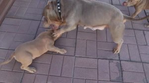 ПРОДАМ ЩЕНКОВ АМБУЛЛИ ОТ ЧЕМПИОНОВ АВКС АМЕРИКИ В ТРЕХ ПОКОЛЕНИЯХ. БЕРЕЖНАЯ ДОСТАВКА ПО РОССИИ.