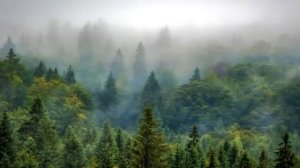 Медитация Сердца ? Благодарю Тебя! Я Люблю Тебя! ? Хоопонопоно