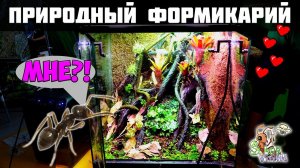 Большой природный формикарий ● Процесс создания с нуля