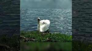 Красивая песня про верность лебедей (отца и сына) "Два лебедя". Композитор и автор слов Котов Павел