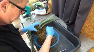 Let's repot my Bulbophyllum Phalaenopsis in to a semi hydro setup! :D