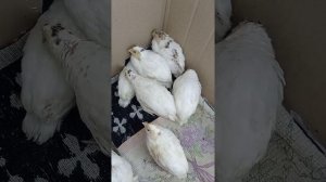 Домик для перепелов своими руками