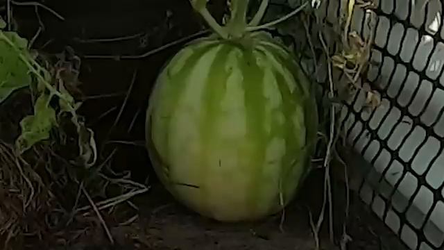 Harvesting my crops смотреть онлайн