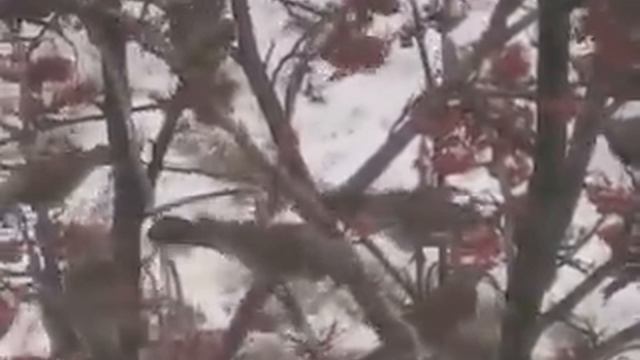 Зима - 2011 в Харькове смотреть онлайн