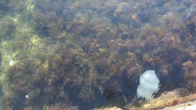 Такие медузы редко приплывают в Форос смотреть онлайн