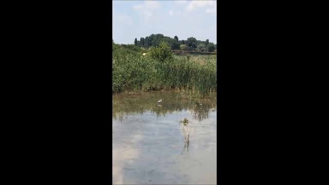 РЕНИ. Цапля охотится на лягушек. смотреть онлайн