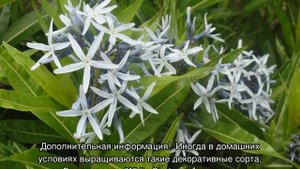Табернемонтана — уход в домашних условиях