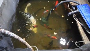 Зимовка рыбок на лоджии..mp4