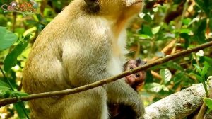 Million Break Heart ! See new baby small one Cry loudly cos lost mom when kidnapper catch long way.