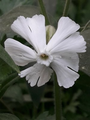 130. Дрёма белая - Silene latifolia subsp. аlba