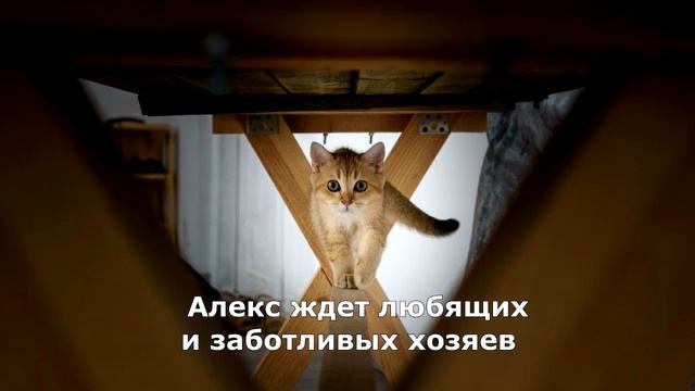 Котик-британец золотого окраса. Питомник "Golden Joy".