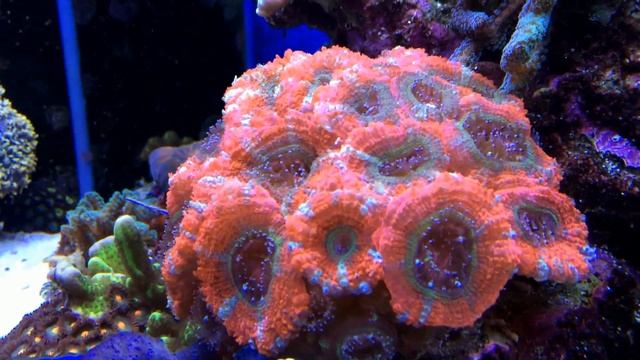 Коралл акантастрея - Acanthastrea sp.