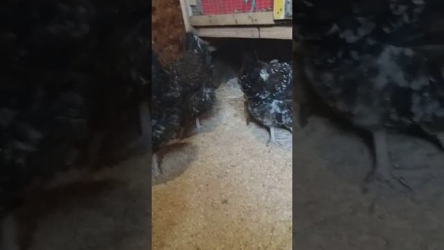 5 января 2019 г.Зима как зимуют мои куры в сарае смотреть онлайн