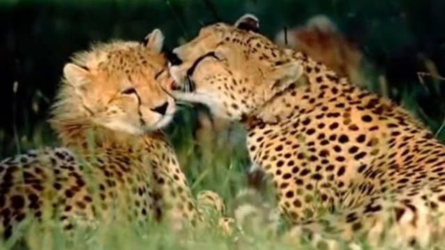 Копия видео c Всемирныv днем поцелуя   6 июля!!!  автор клипа Зоя Боур-Москаленко