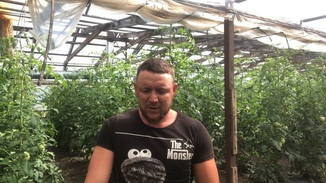 Начало созревания помидоров второго оборота смотреть онлайн