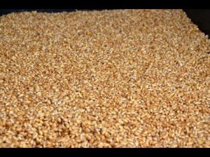 Барботирование зерна. Гидропонная установка Сергея Газетова