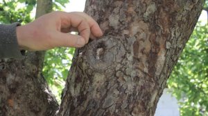 Летняя прививка яблони, первый опыт