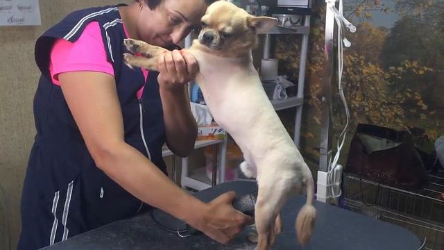 Груминг салон Модный хвост // Херсон // Подстригли собаку // Чихуахуа смотреть онлайн