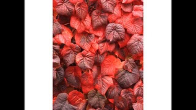 RED Vine Vitis Coignetiae in Little Bedwyn Wilts UK смотреть онлайн