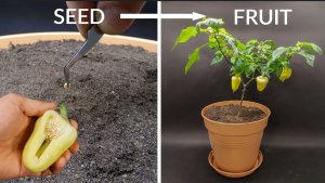 Выращивание белого сладкого перца: от семян до плодов за 105 дней - создано Boxlapse