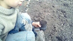 Размножение можжевельника простым способом.