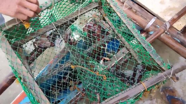 how to catch the crab|ziggy's adventure смотреть онлайн