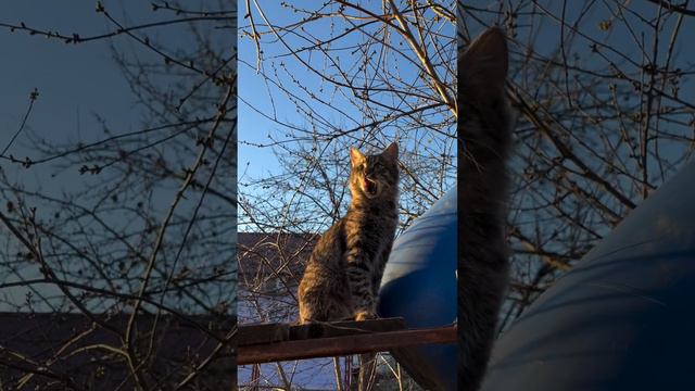 Красивая кошка гуляет
