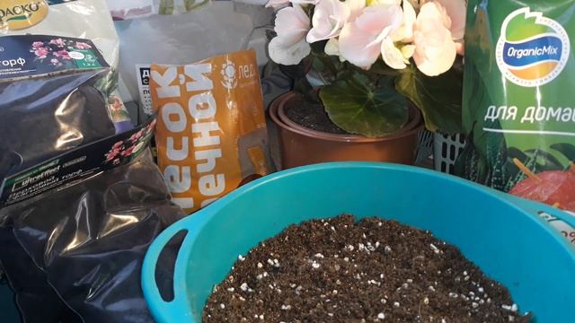 ПЕРЕСАДКА БЕГОНИИ ЭЛАТИОР ? смотреть онлайн