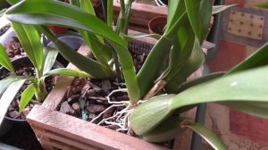 Онцидиум и сморщивание псевдобульб