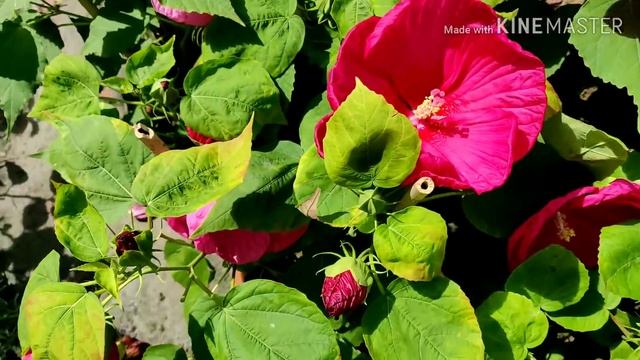 Grow Biggest Hibiscus : Luna Hibiscus in Summer months смотреть онлайн