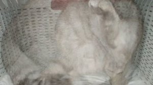 Кошка рожает ночью и разговаривает с хозяйкой  Рождение котят и милое мяуканье