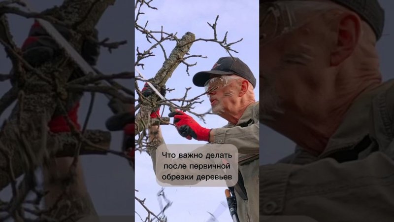 Что важно делать после первичной обрезки деревьев?