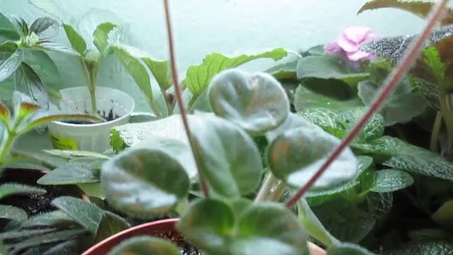 Бесконечная цветунья из семейства геснериевых- хирита Тамиана