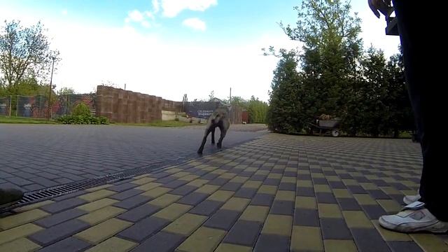 281. Фас, Чужой, Взять или немного о том, как мы учим собак кусаться смотреть онлайн