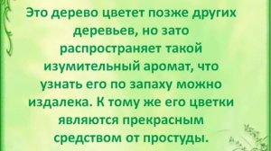 Экологическая викторина "Мир вокруг нас ЦДБ"