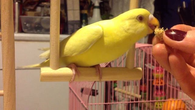 Принцесса Жёлтая Птичка кушает смотреть онлайн