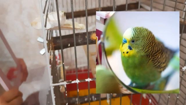 Зеркало для Попугая ... НЕЛЬЗЯ ❌ смотреть онлайн