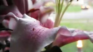 ♥ Ƹ̵̡Ӝ̵̨̄Ʒ ♥❀My beautiful pink and white stargazer lily flowers❀♥ Ƹ̵̡Ӝ̵̨̄Ʒ ♥