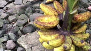 Cooking And Sharing Our Foods Weeding And Planting Bean/Buhay Bukid In Samar Countryside