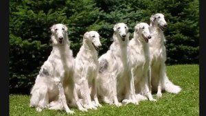 Кто из животных бегает быстрее?