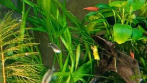 Микрорасборы галактика в креветочнике/Артемия-Д/Microrasbora galaxy in a shrimp tank