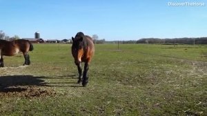 Большое видео про лошадей