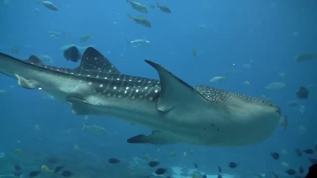 Whale Shark Feeding at Georgia Aquarium Pt 3 (Largest Aquarium in the World) 水族館 смотреть онлайн
