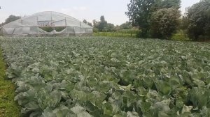 Капуста после обработки КОРАГЕНОМ 200 СЦ