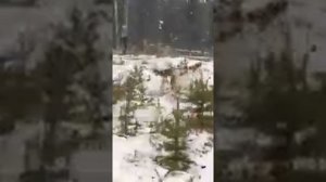 Стая волков возле Нижнего Одеса