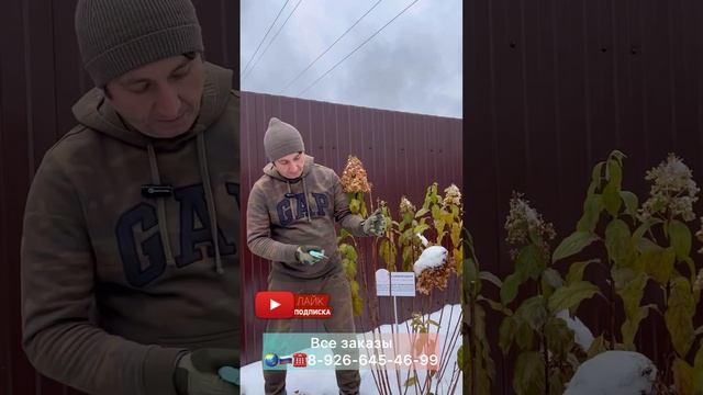 Правильная обрезка метельчатой гортензии. Мастер класс от Андрея Малышева.